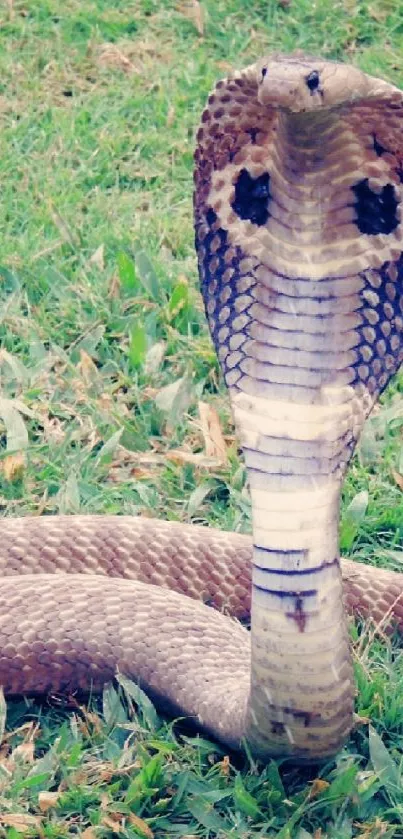 A majestic cobra poised elegantly on vibrant green grass.