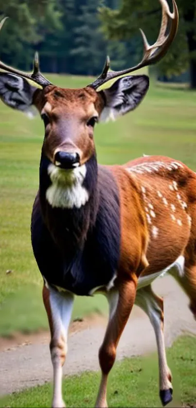 A majestic deer stands on a grassy path in a lush green forest.