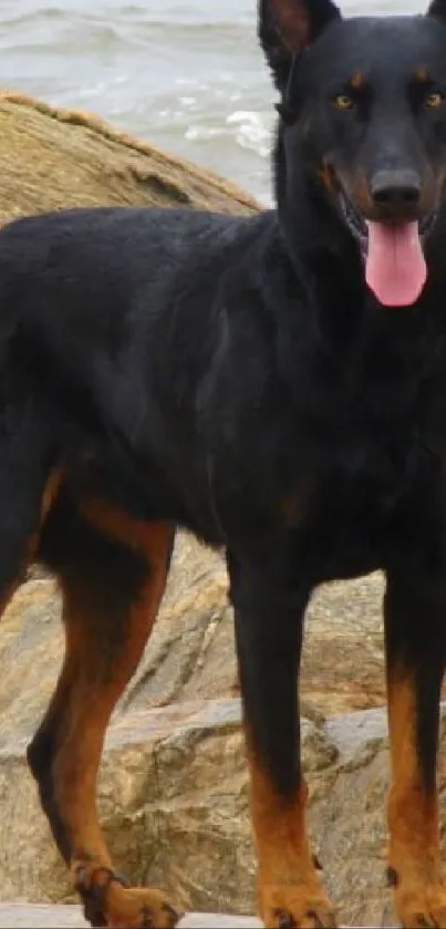 Black dog with pink tongue standing on coastal rocks.