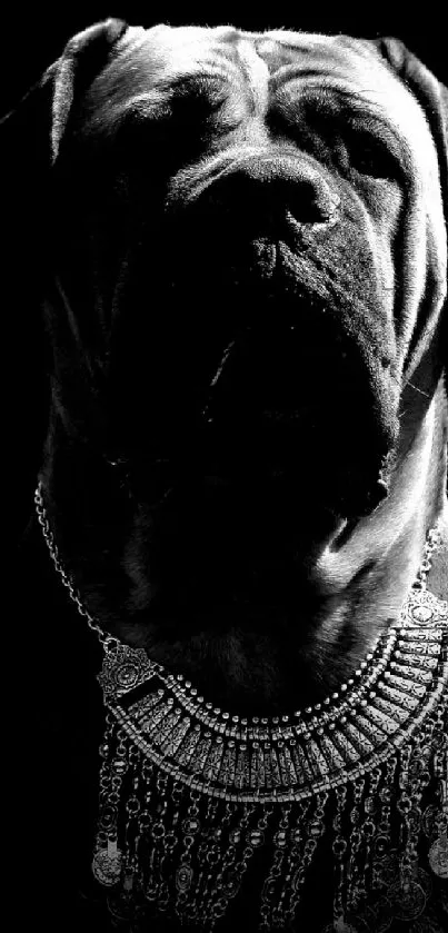 Majestic dog in monochrome with elegant jewelry on black background.