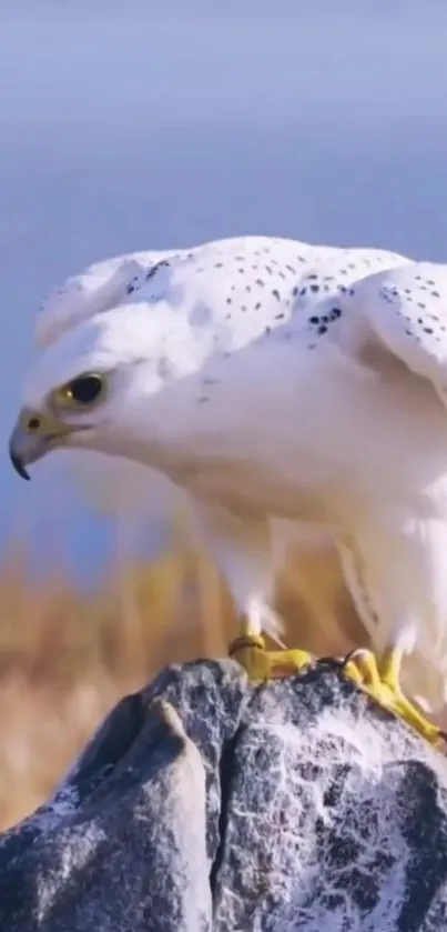 Majestic white falcon perched on a rocky ledge.