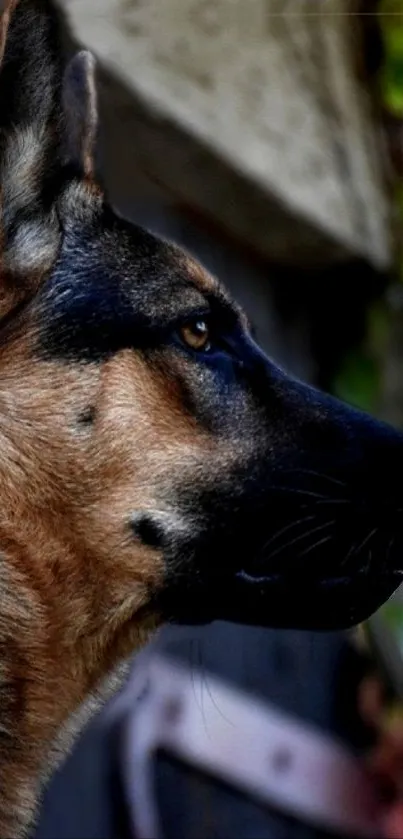 Profile view of a majestic German Shepherd dog.