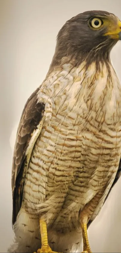Close-up of a hawk with detailed plumage and striking gaze.