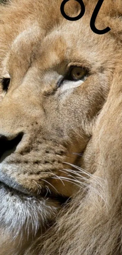 Close-up of a majestic lion's face with a golden mane.