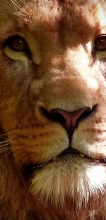 Close-up of a majestic lion's face with a rich brown mane.