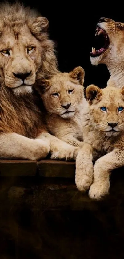 Lion family on dark background.