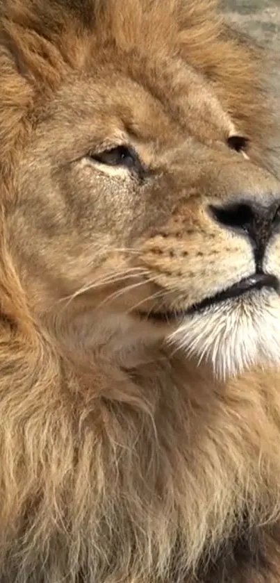 Majestic lion gazing, with a lush brown mane.