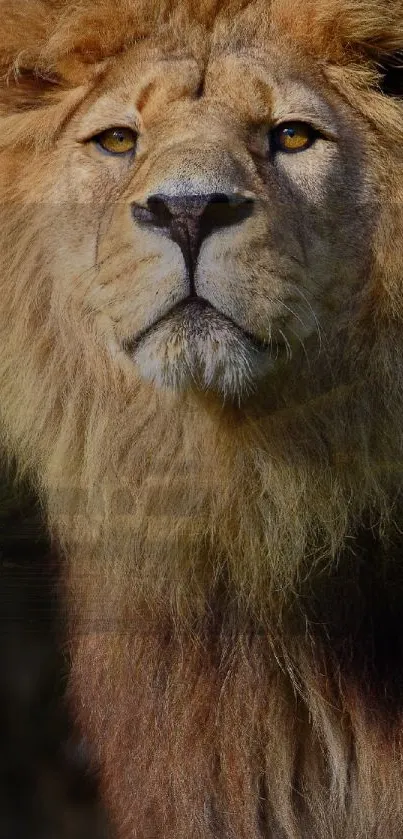 Majestic lion portrait mobile wallpaper.