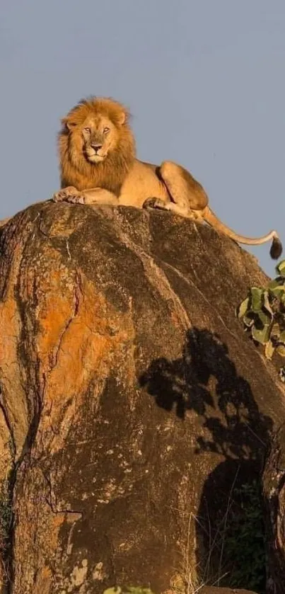 Lion reclining on a large rock under a clear sky, with plants nearby.