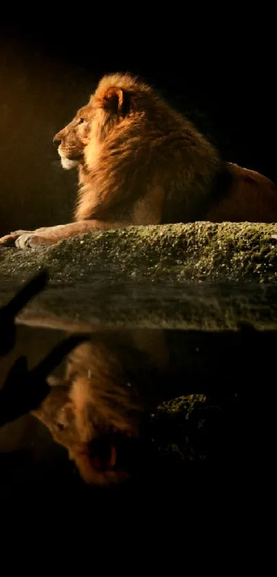 Majestic lion resting on a rock with reflection under warm light.