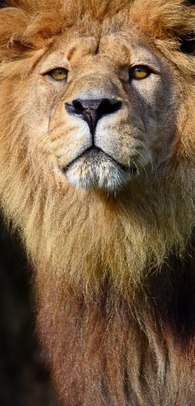 Majestic lion with brown mane in natural setting.