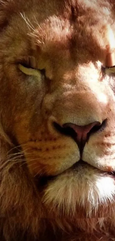 Close-up portrait of a majestic lion with closed eyes, highlighting its regal features.