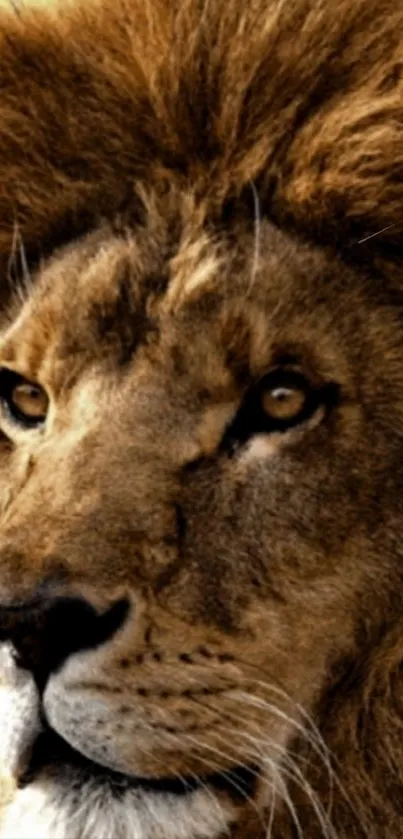 Close-up portrait of a majestic lion with a brown mane, ideal for phone wallpaper.