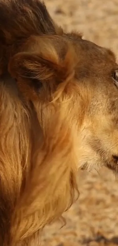 Lion in profile with golden mane in natural setting wallpaper.