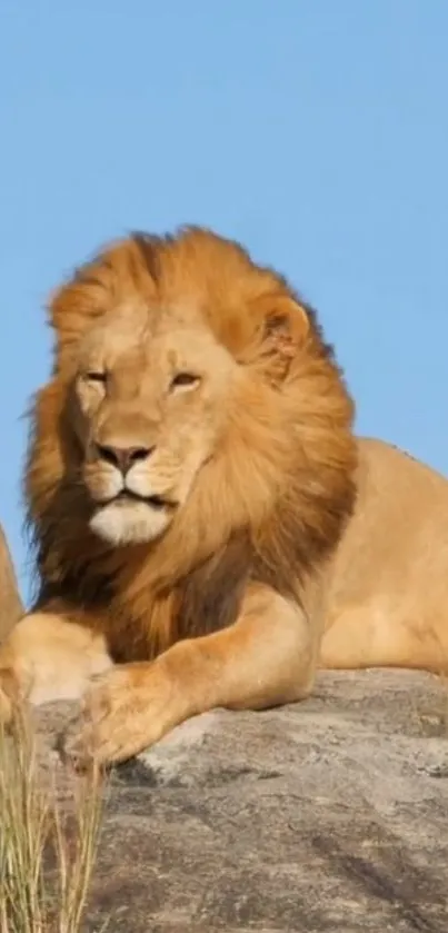 Majestic lion resting on a rock with a clear blue sky backdrop.