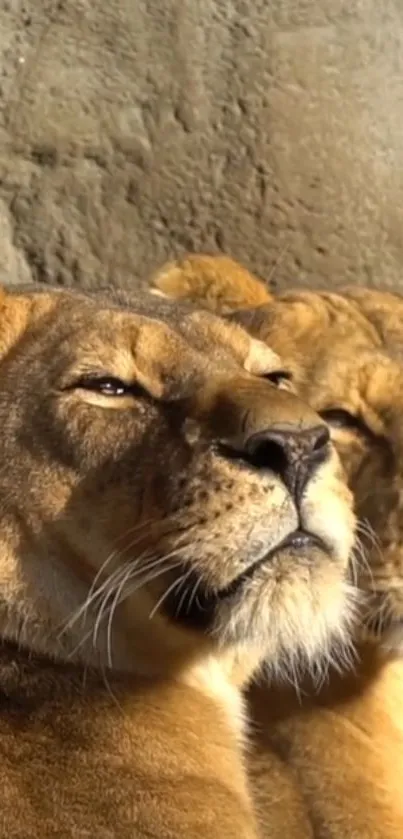 Two lionesses basking in sunlight against a rocky backdrop.