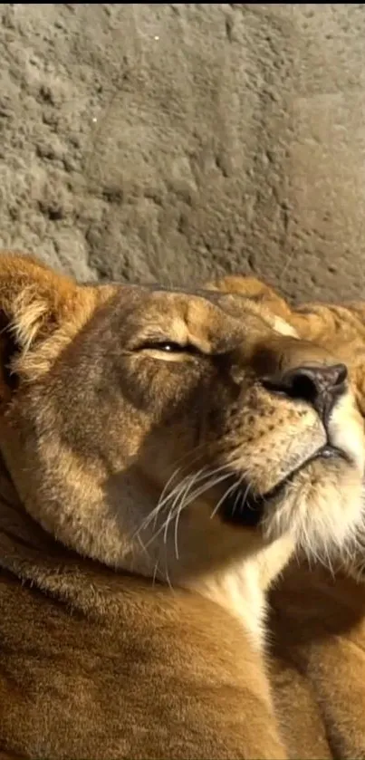 Lioness basking in warm sunlight against a stone backdrop.