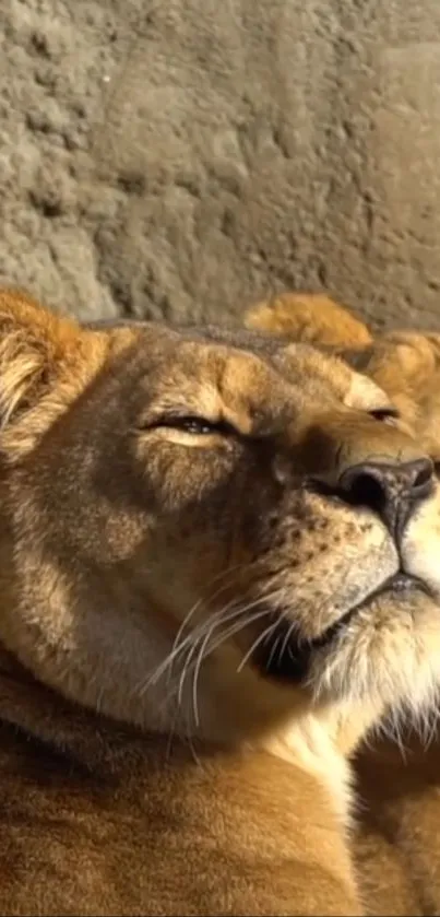 Golden lioness basks in sunlight against rustic backdrop.