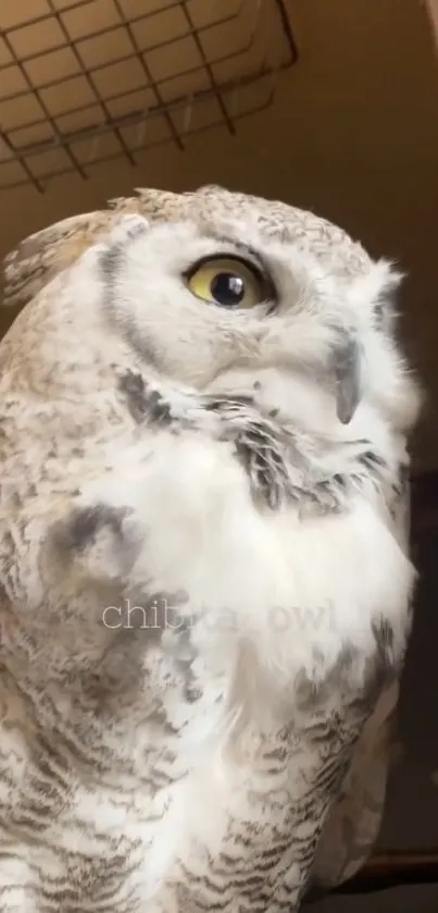 Regal owl with yellow eyes in a warm beige setting.