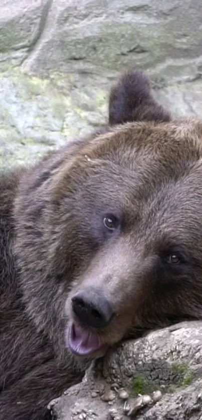 A serene brown bear resting on rocks in a natural setting.