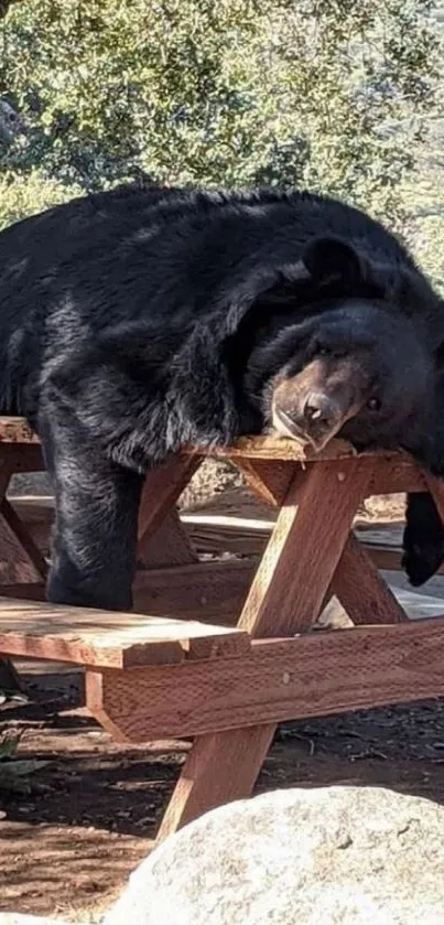 Bear resting peacefully on a picnic table in a natural setting.