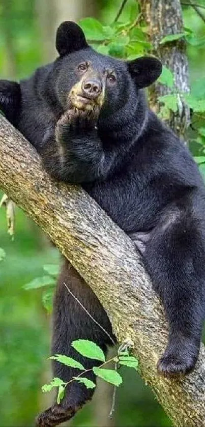 Black bear lounging on a tree branch in a vibrant green forest.