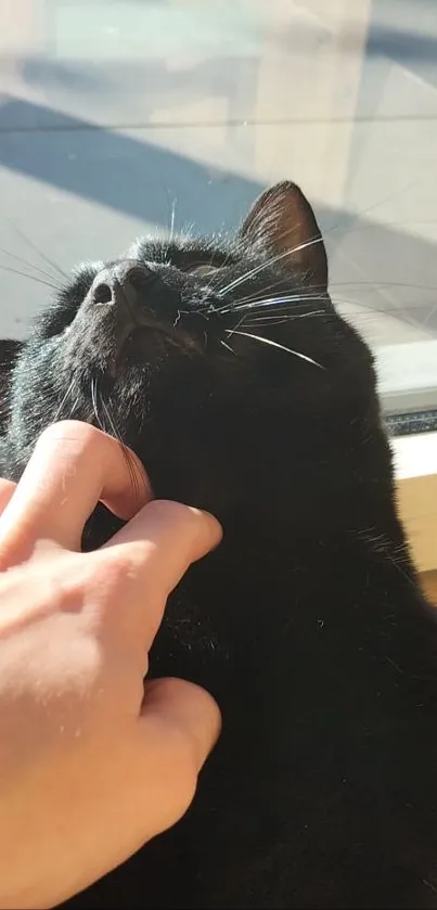 Black cat enjoying sunlight as a hand pets it by the window.