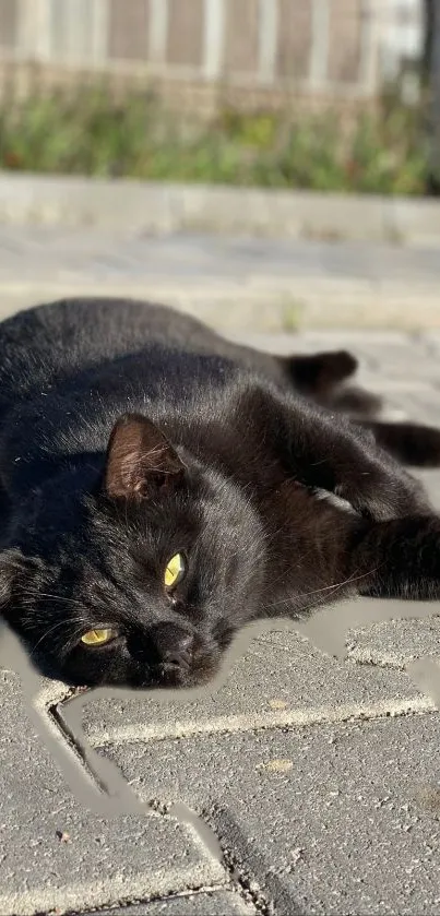 Relaxed black cat lying on a sunny paved street.