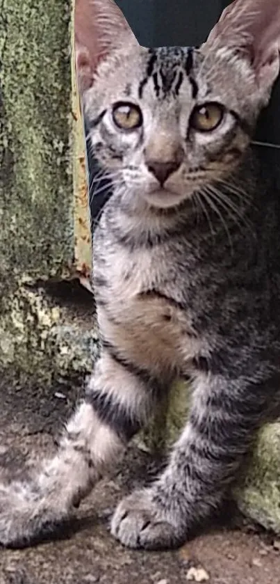 Graceful tabby cat sitting with natural background.