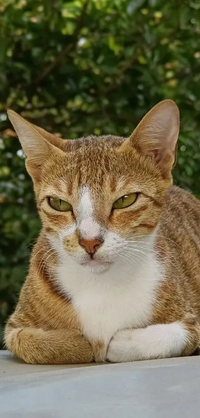 A relaxed cat with green foliage background, perfect for a serene wallpaper.