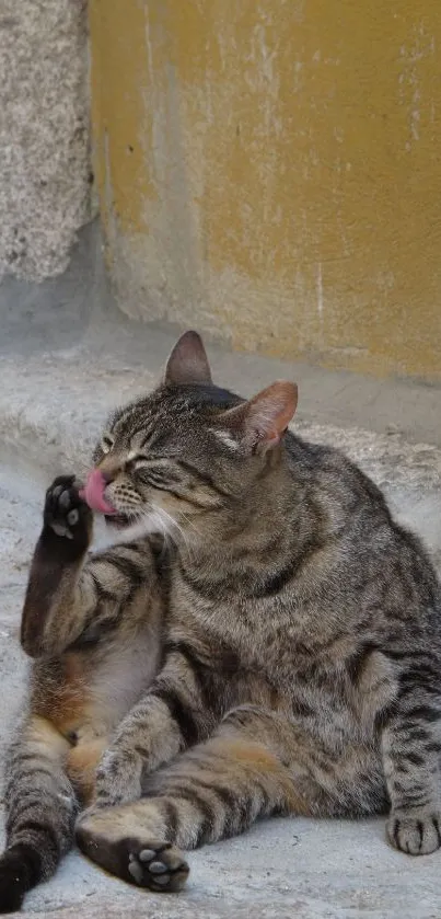 Relaxed tabby cat sitting by a rustic stone wall outdoors.