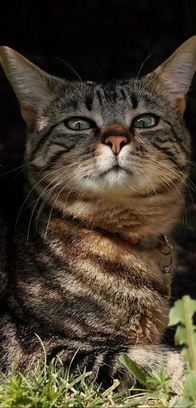 Serene cat enjoying sunlight in a lush green setting.