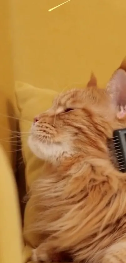 A relaxed cat being groomed on a yellow couch.