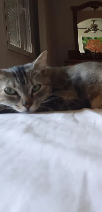 Cat relaxing on a bed with a cozy bedroom background.