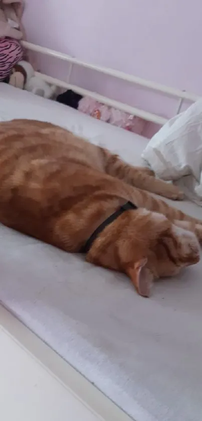 Orange tabby cat sleeping on a white bed.