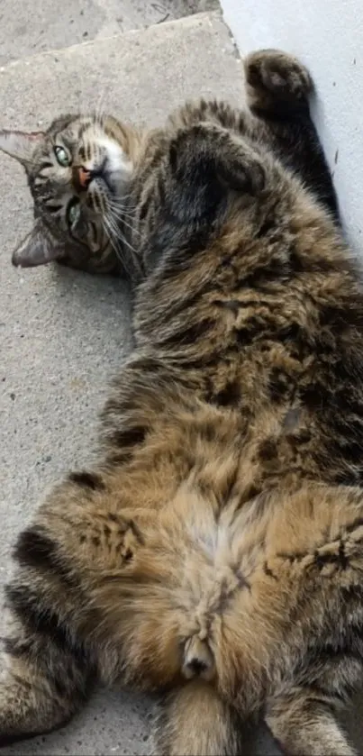 Adorable tabby cat lounging on concrete.