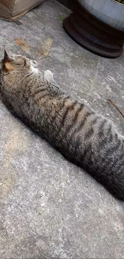 Striped cat relaxing on a concrete surface in outdoor setting.