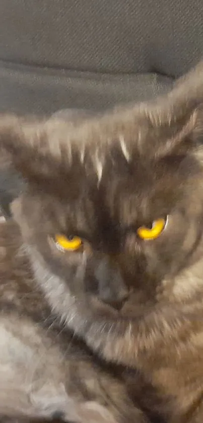 Fluffy cat lounging on a dark gray chair, embodying comfort and relaxation.