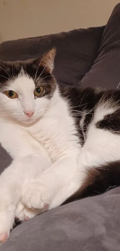 Cute black and white cat relaxing on a grey sofa.