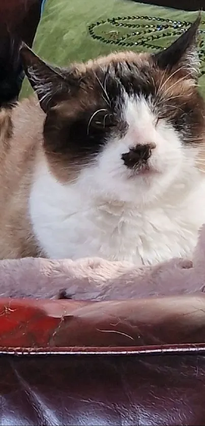 A cozy cat resting on a plush blanket on a leather sofa.