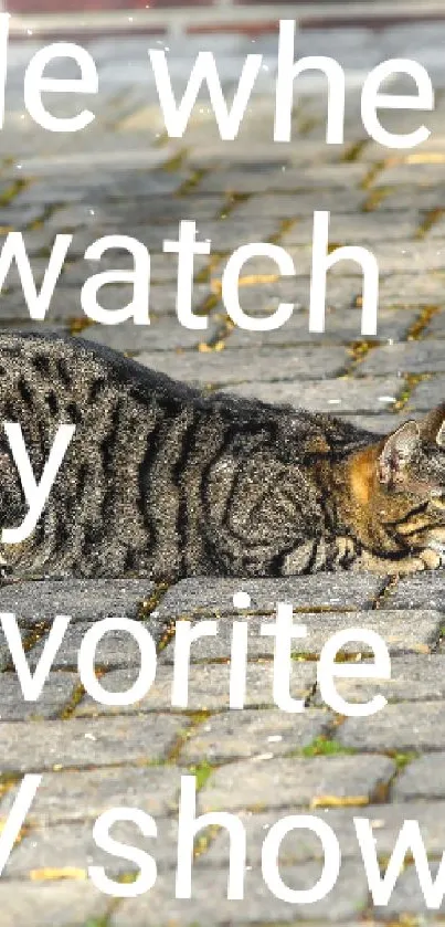 Cat lying on a sunlit pavement with humorous text overlay.