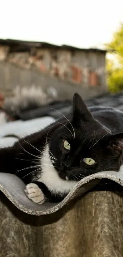 Black and white cat lounging on a rooftop in calming natural light.