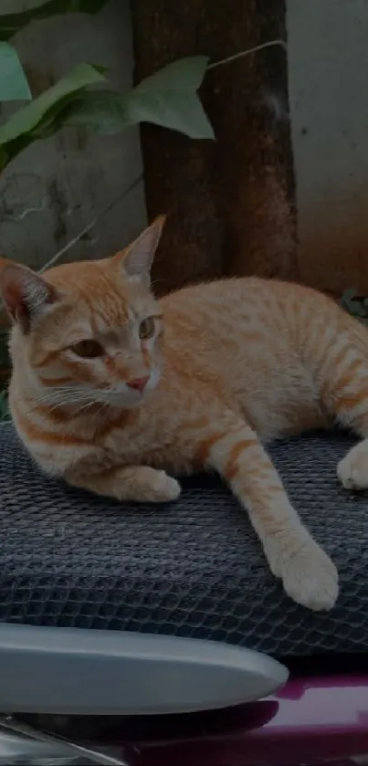 Orange cat relaxing on scooter seat amidst greenery.