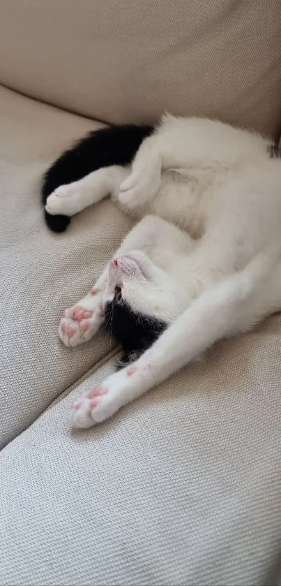 Cute black and white kitten sprawled on a beige sofa.