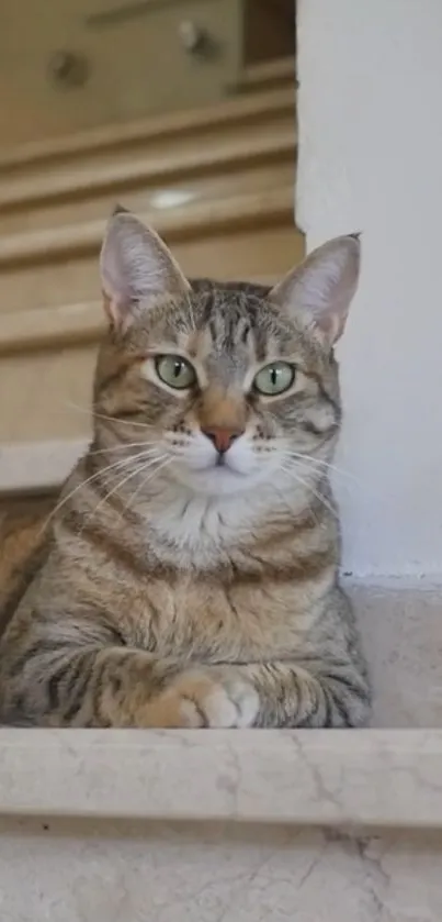 A tabby cat relaxing on a marble staircase, exuding calmness and elegance.