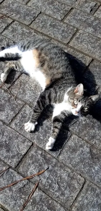 Lazy cat lying on a stone pathway in the sun.