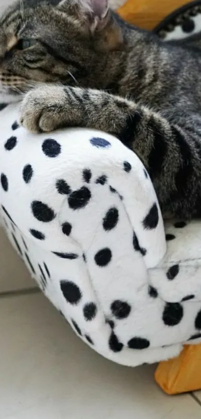 Cat lounging on polka-dotted chair, relaxed.