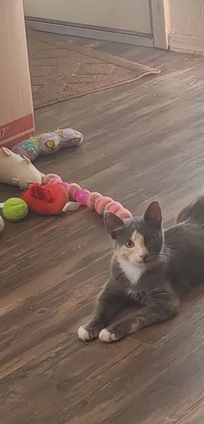 Calico cat stretched out on wooden floor with toys nearby.