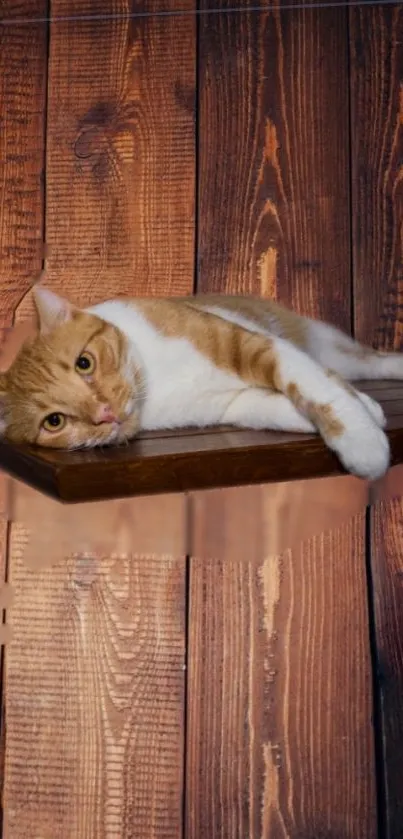 Ginger cat lounging on a floating wooden shelf against a rustic wall.