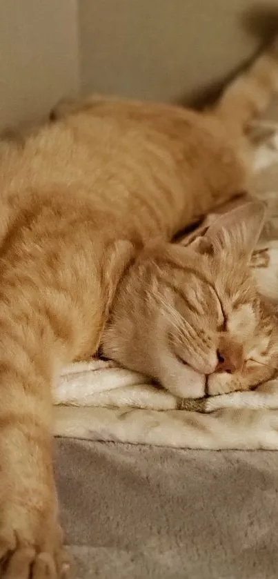 Ginger cat sleeping peacefully on a soft blanket.